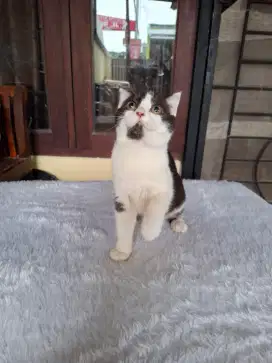 Kucing scottish fold betina hitam putih