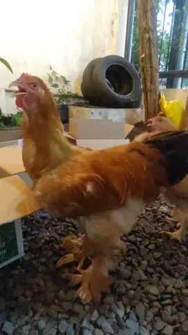 Ayam brahma besar