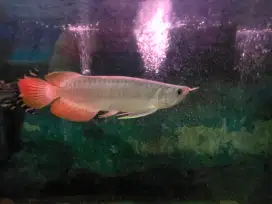 Arowana Super Red 28-29Cm
