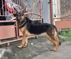 Indukan Herder usia 2 thn non stamboom