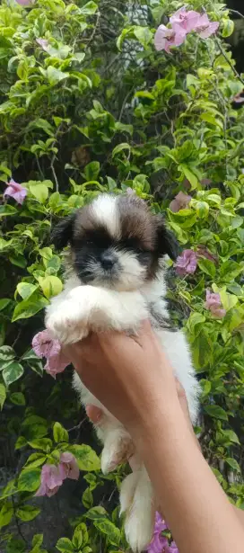 ANJING SHIHTZU SITSU JANTAN