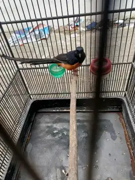 Burung murai batu ekor panjang