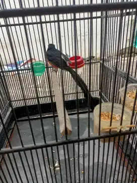 Burung murai bisa untuk pajangan teras