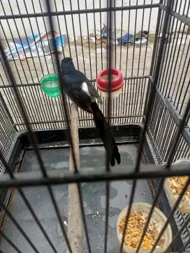 Burung murai batu kesayangan