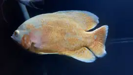 Ikan Oscar Hiasan Aquarium