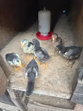 Di jual anak ayam siam