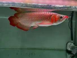 ARWANA SUPER RED CHILI