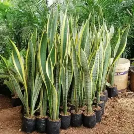 Pohon sensivera kuning