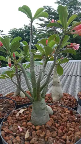 Pohon kemboja adenium