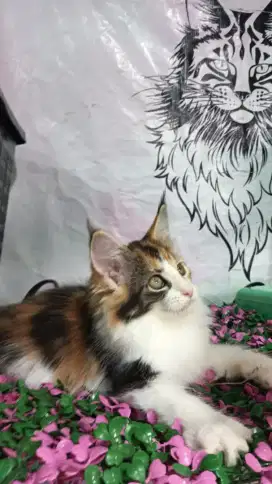 Kucing Mainecoon betina 3 warna