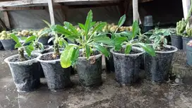 Tanaman Hias Dorstenia Crispa