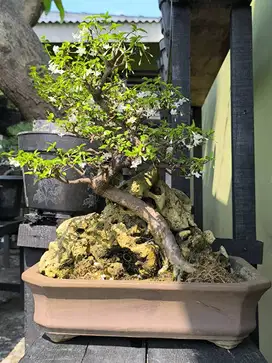 Bonsai anting putri