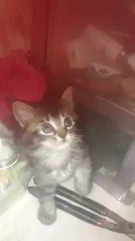 Kiten persia usia 2 bln setengah