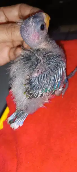 Anakan Rosella no minus