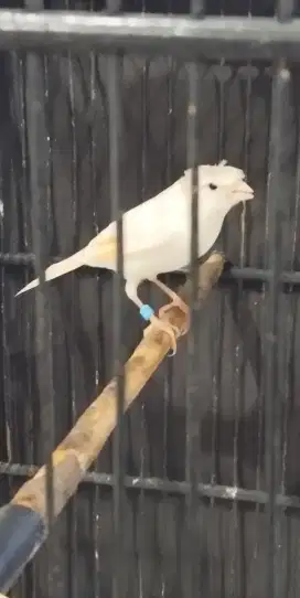 Burung kenari jantan jambul