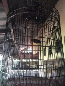 Murai betina 8 bulan plus sehat