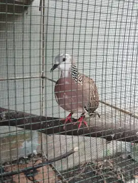 Derkuku warna blorok gacor jinak