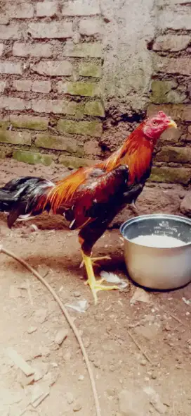 Ayam aseel Parrot x aseel mianwali muda 5 bulan murah