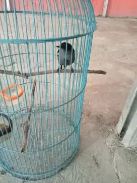Kacer dahit betina siapan