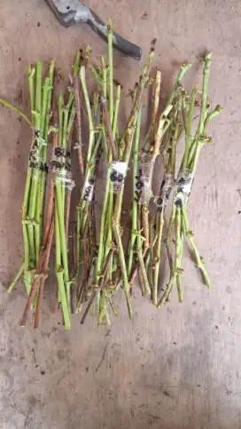 Etres anggur import berbagai varian ada di diskripsi