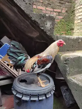 Ayam Philipina ternakan sendiri body import usia 8 bulan