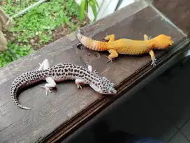 Leopard gecko sepasang data lengkap