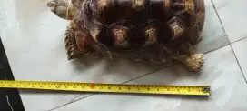 Sepasang  Kura kura sulcata