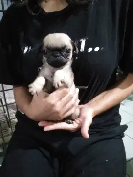 Anak anjing Pug mini betina