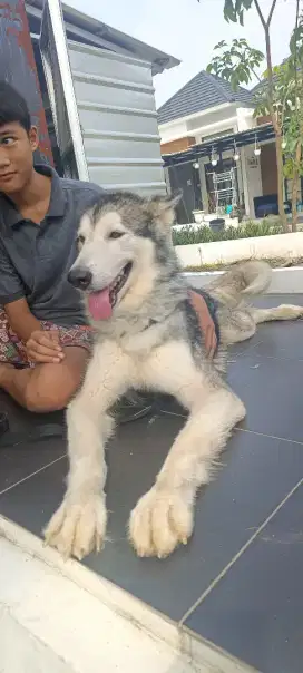 Alaskan malamute open adopt karena pindahan