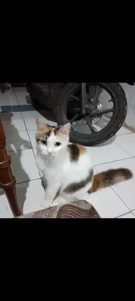 Kucing persia medium 3 warna