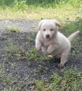 Anjing mix golden