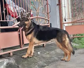 Anjing herder dewasa
