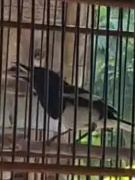 Kacer daput muda hutan
