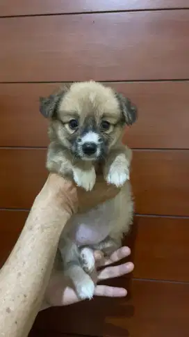 JUAL CORGIE LONG HAIR BETINA UMUR DOB 10 MAR 2025 TURUNAN IMPOR