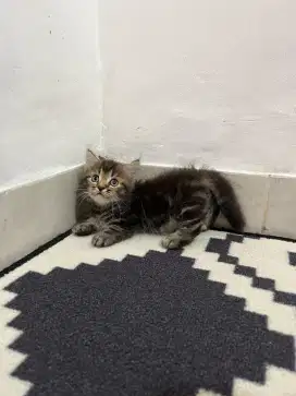 Kucing munchkin