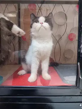 Exotic short hair(kucing pesek)