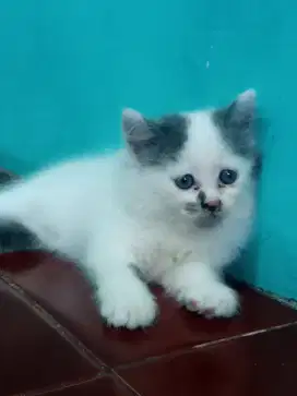 Open Adop Persia kitten Jantan 2 bln