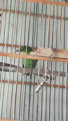 Burung PH trotol tuker masteran lain