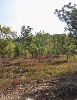 Tanah gunung kayangan