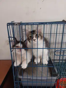 Munchkin(kaki cebol)