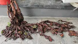 Hardscape 100 - 150