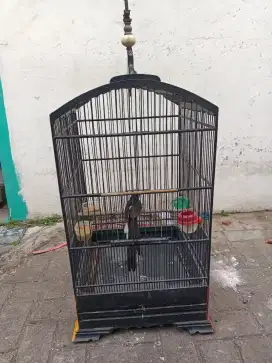 Burung murai batu Ekor Panjang