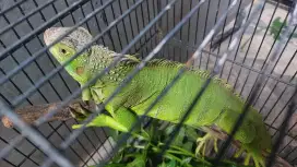 Dijual iguana Hijau, Iguana green