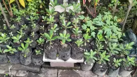 Bibit Tanaman Adenium