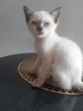 Kitten Persia Medium Mata Biru