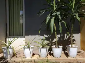 Tanaman Pandan Hias & Tanaman Buah Nanas Madu