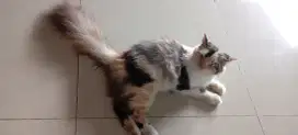 Persia Mix Mainecoon belang tiga