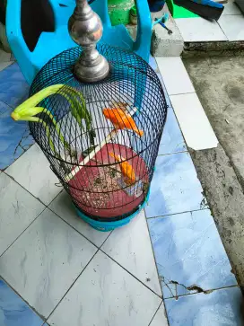 Sangkar burung sazime, second kondisi bagus