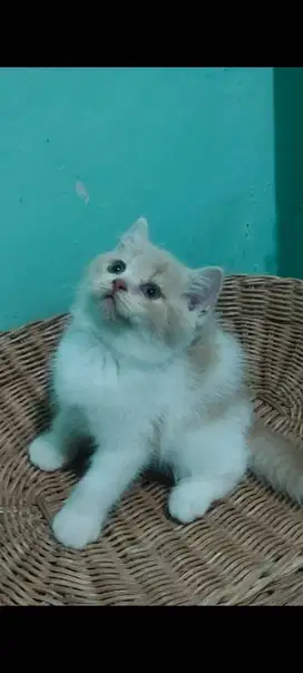 Kucing bsh jantan umur 2,5bln