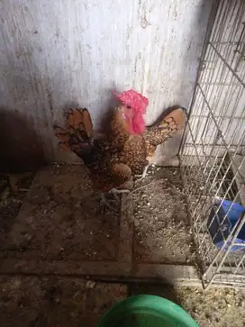 ayam batik indukan daerah bandung kota